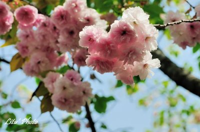 DSC_9037.jpg