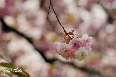 DSC_9038.jpg