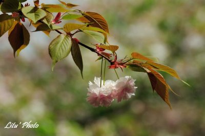 DSC_9045.jpg