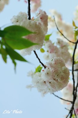 DSC_9048.jpg