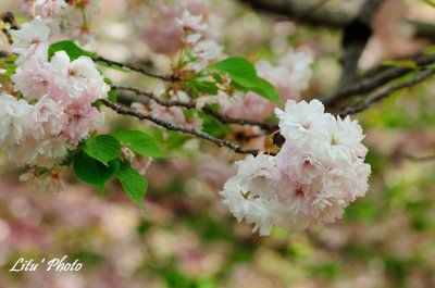 DSC_9049.jpg