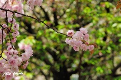 DSC_9061.jpg