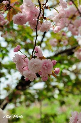 DSC_9067.jpg
