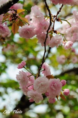 DSC_9068.jpg