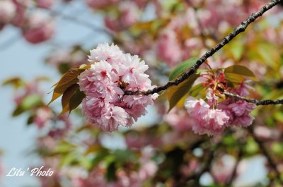 DSC_9083.jpg