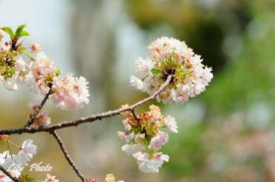 DSC_9100.jpg