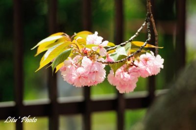 DSC_9125.jpg