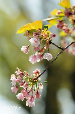DSC_9128.jpg