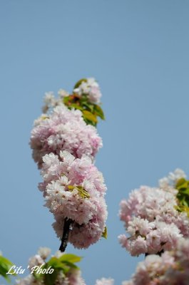 DSC_9130.jpg