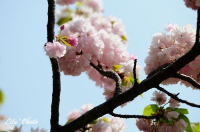 DSC_9135.jpg