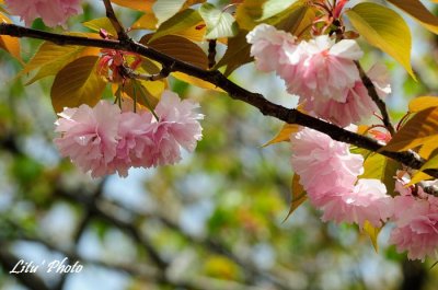 DSC_9145.jpg