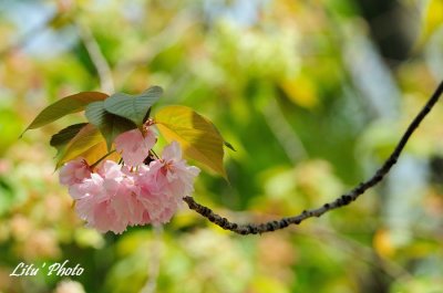 DSC_9152.jpg