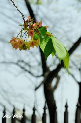 DSC_9161.jpg