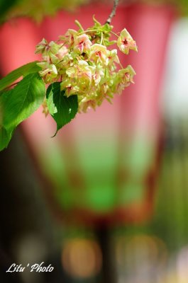 DSC_9162.jpg