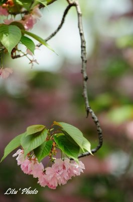 DSC_9172.jpg