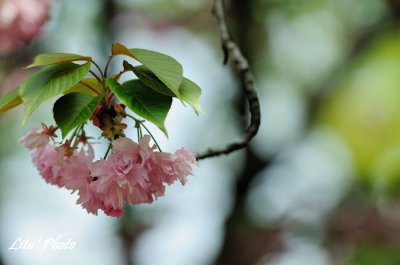 DSC_9173.jpg