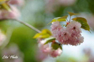 DSC_9174.jpg