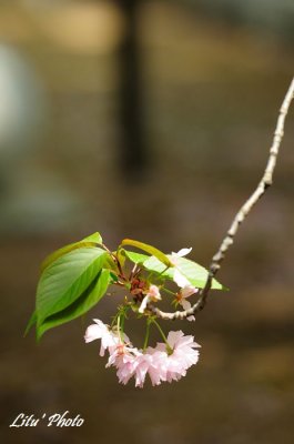 DSC_9175.jpg
