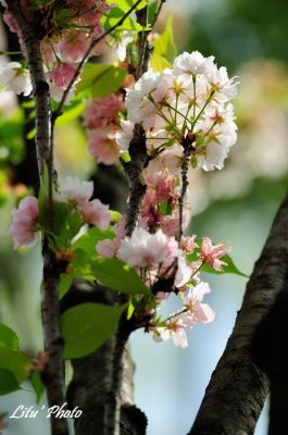 DSC_9179.jpg