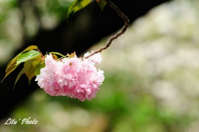 DSC_9189.jpg