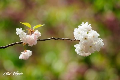 DSC_9192.jpg