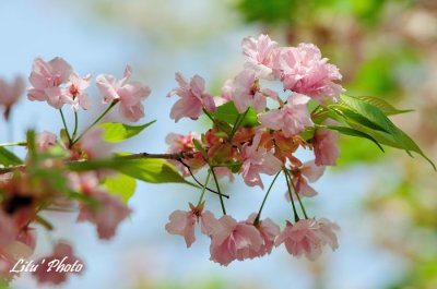 DSC_9196.jpg