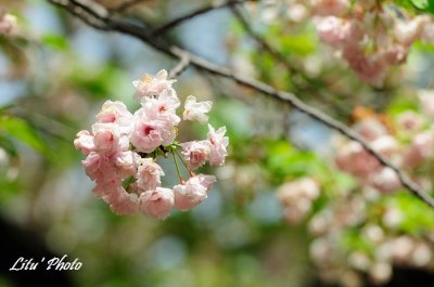 DSC_9197.jpg