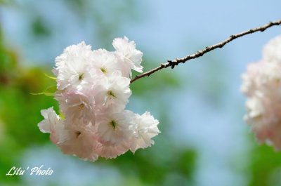 DSC_9217.jpg