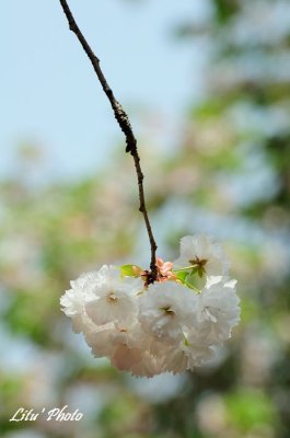DSC_9219.jpg