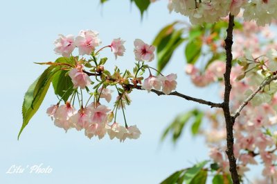 DSC_9245.jpg