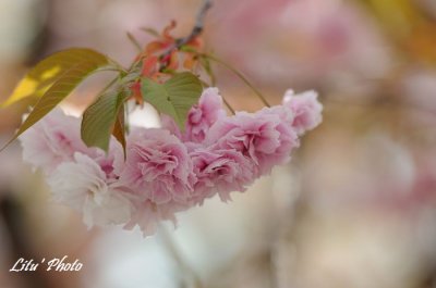 DSC_9293.jpg
