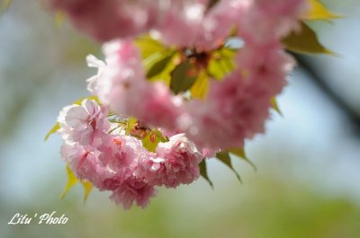 DSC_9296.jpg