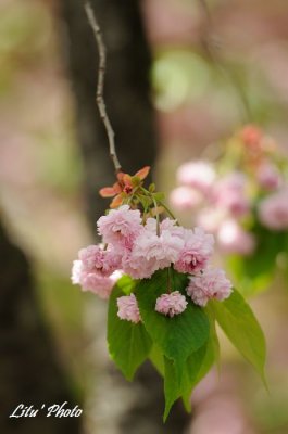 DSC_9300.jpg