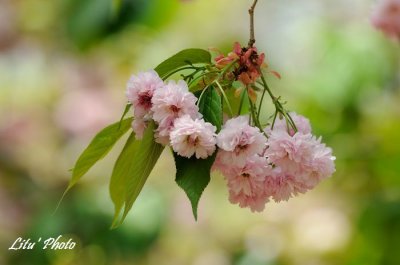 DSC_9301.jpg