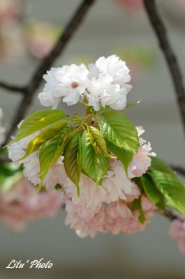 DSC_9308.jpg