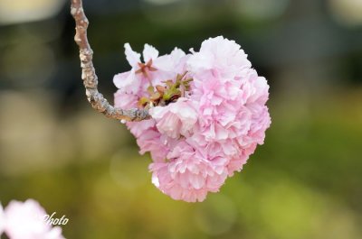 DSC_9315.jpg