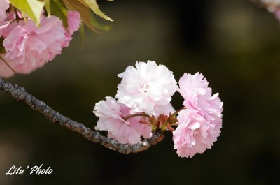 DSC_9317.jpg
