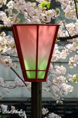 japan_mint