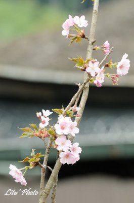 DSC_9447.jpg