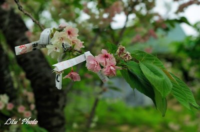DSC_9572.jpg