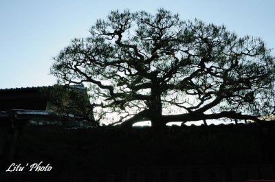 DSC_9729.jpg