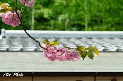 DSC_9989.jpg
