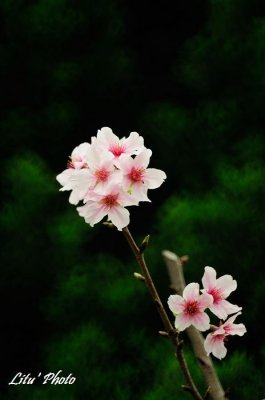 DSC_1146.jpg