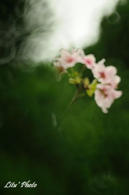2014_taipei_sakula_season