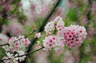 2014_taipei_sakula_season