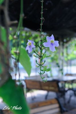 DSC_7137.jpg