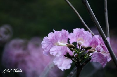 DSC_7221.jpg
