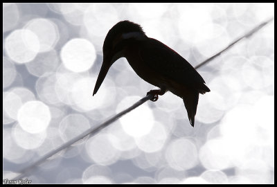 Common Kingfisher 3