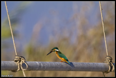 Common Kingfisher 2