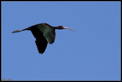 glossy ibis 2